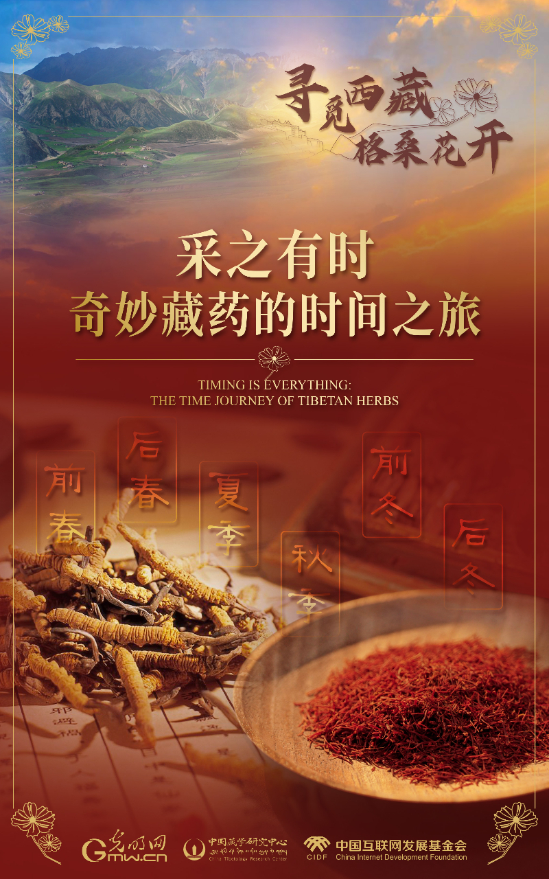 【尋覓西藏·格桑花開】采之有時:奇妙藏藥的時間之旅