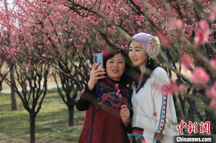 市民在梅花樹下拍照?！∴囆?攝