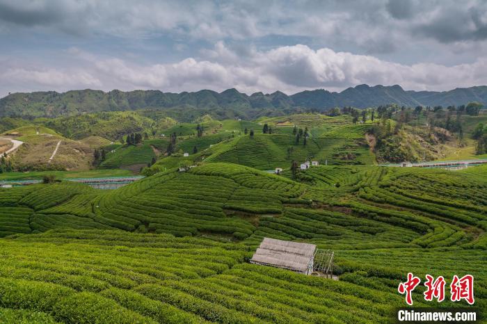 貴定縣云霧茶園。　唐哲 攝