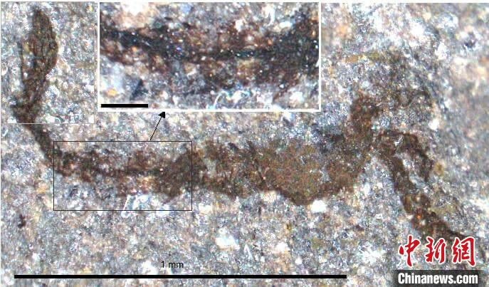 一個類似于寒武紀大附肢綱節(jié)肢動物Yohoia的新物種(圖片來自Joe Botting)。　施普林格·自然 供圖
