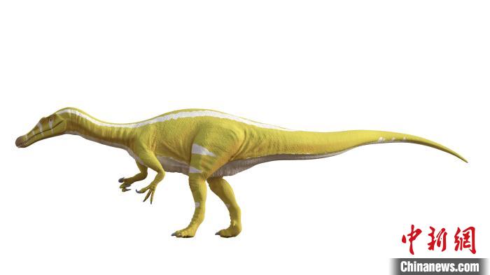 棘龍類新物種Protathlitis cinctorrensis(圖源Grup Guix)?！∈┢樟指瘛ぷ匀?供圖