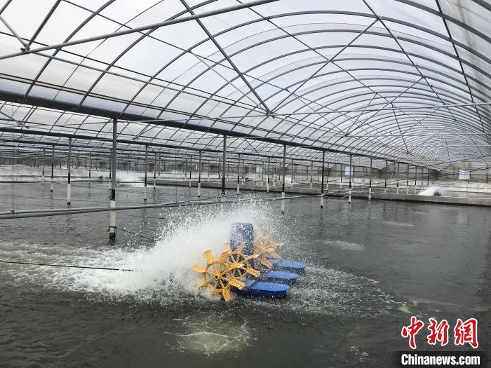 南美白對蝦養殖基地。　象山蝦蟹科技小院供圖