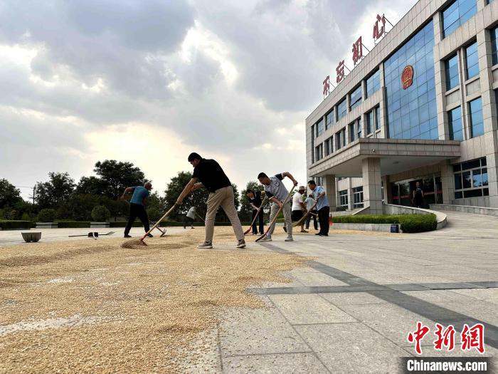 平原縣組織志愿者幫助農民晾曬小麥。　張偉 攝