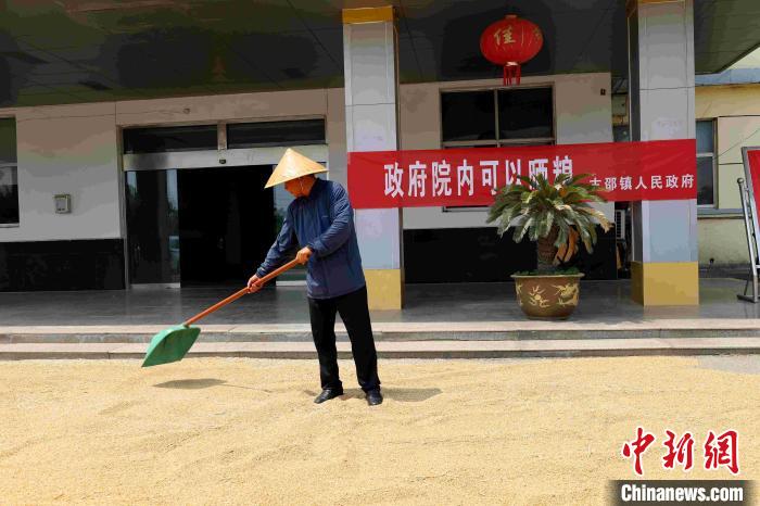 村民在棗莊市嶧城區古邵鎮政府大院內晾曬糧食。　胡瑾瑜 　攝