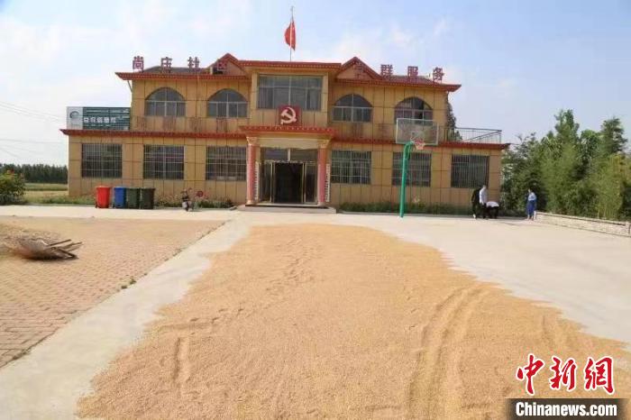 農民在邳莊鎮尚莊村黨群服務中心大院里曬糧。　賈萌 攝