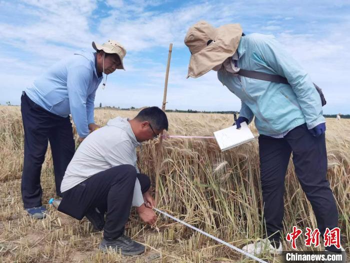 去年新疆冬小麥高產(chǎn)紀(jì)錄是863.8公斤。 薛瑋 攝
