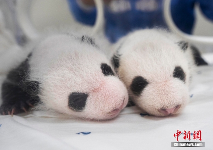 當(dāng)?shù)貢r(shí)間8月7日,韓國(guó)三星愛寶樂園公布雌性雙胞胎大熊貓幼崽(左為姐姐,右為妹妹)于6日拍攝的滿月照。愛寶樂園 供圖