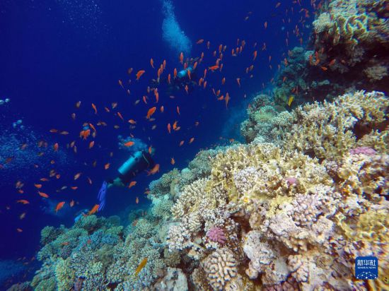  10月2日，人們在埃及西奈半島達哈布藍洞內(nèi)的珊瑚旁深潛。新華社記者 隋先凱 攝