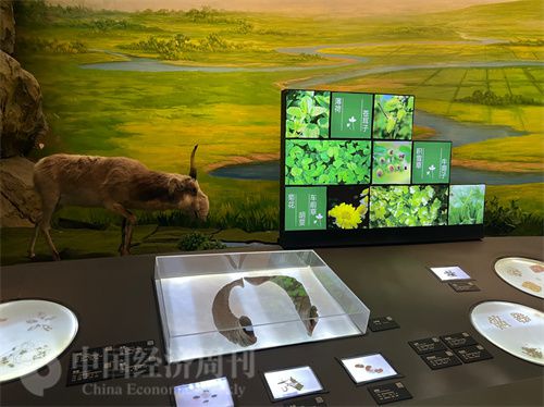 (中醫藥博物館展出的各類中藥材令人應接不暇。中國經濟周刊記者 郭志強 攝)