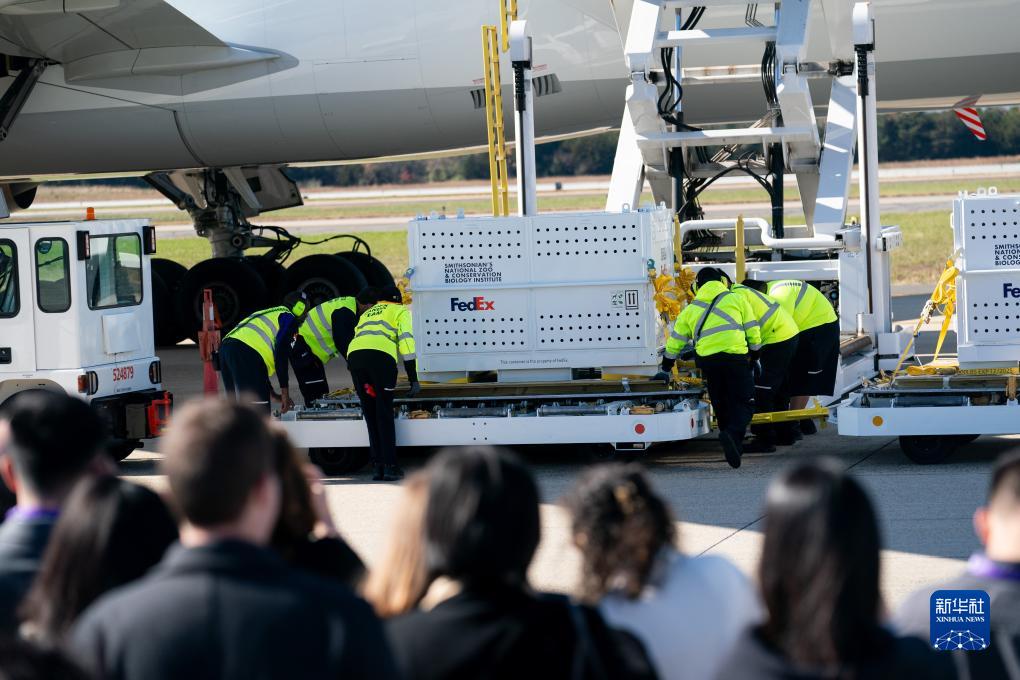 11月8日，在美國弗吉尼亞州的華盛頓杜勒斯國際機場，裝有大熊貓的特制“旅行包廂”準備運上專機。新華社記者劉杰攝