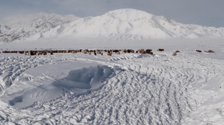 蒙古國近日發生雪災。圖片來源：蒙政府網站