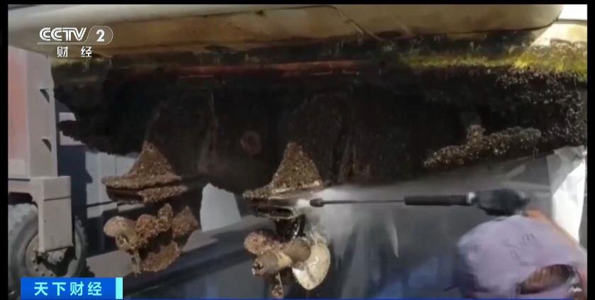 瑞士多個湖泊遭外來物種夸加貽貝入侵 生態系統與基礎設施遭破壞