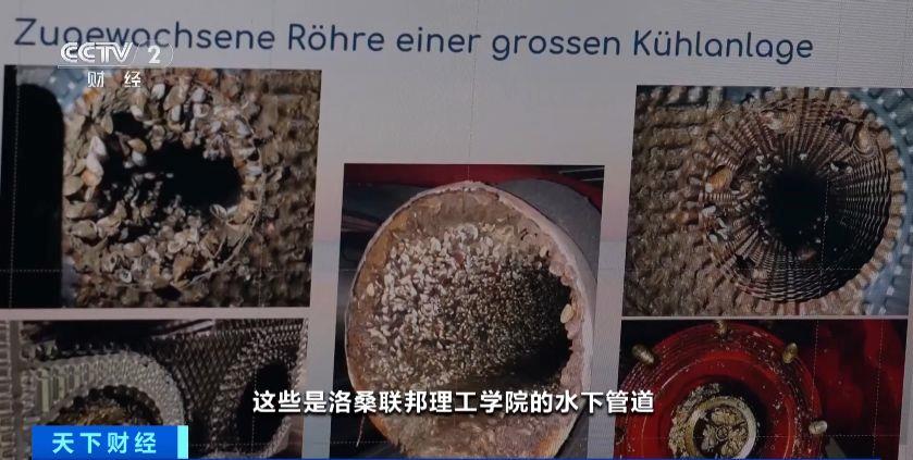 瑞士多個湖泊遭外來物種夸加貽貝入侵 生態系統與基礎設施遭破壞