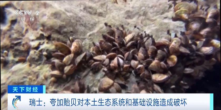 瑞士多個湖泊遭外來物種夸加貽貝入侵 生態系統與基礎設施遭破壞