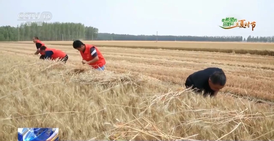 “三夏”生產(chǎn)思維導圖安排上了！還有政府大院等你來“曬”