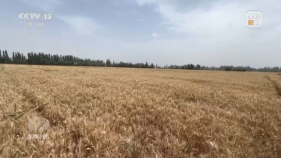 焦點訪談丨一粒良種 萬擔好糧 探索農(nóng)作物高產(chǎn)高質(zhì)“新密碼”