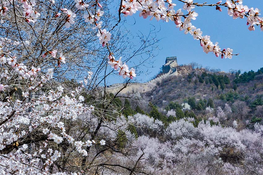 眼下,八達嶺長城內外春花爭艷。陸軍攝
