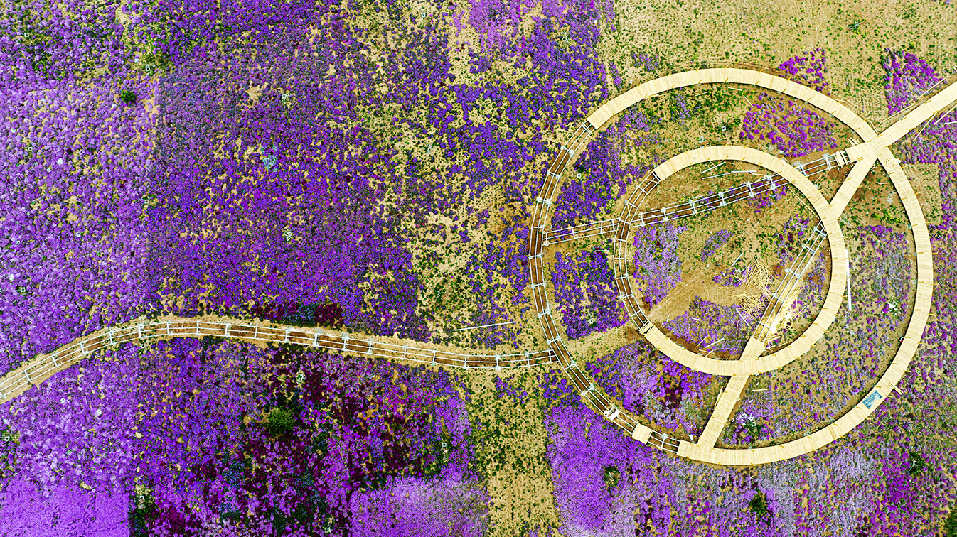 邯鄲市復興區德豐生態園的300畝芝櫻花進入最佳觀賞期。放眼望去，五彩音符和豎琴造型下的芝櫻花恰似披上了一層色彩斑斕的錦緞，蔚為壯觀。聶長青攝