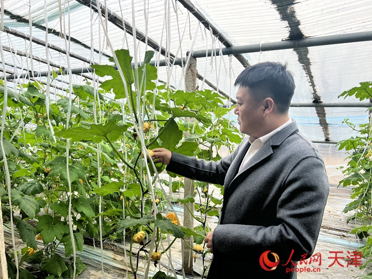西青區辛口鎮大杜莊村黨總支書記、村委會主任畢紅鴿介紹當下大棚里種植的造型奇特的文玩葫蘆。 人民網 孫翼飛攝