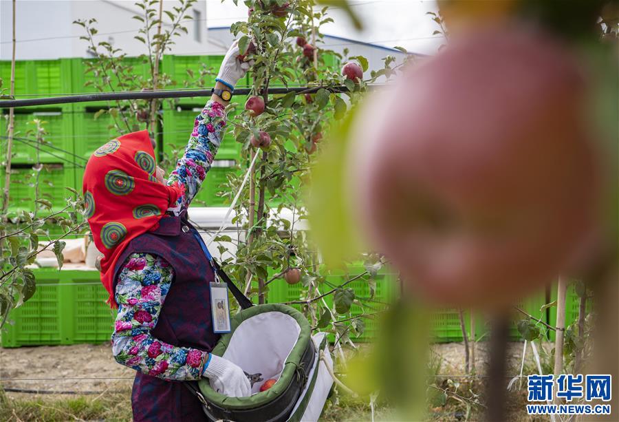 (社會)(5)西藏山南:生態搬遷點迎來蘋果豐收