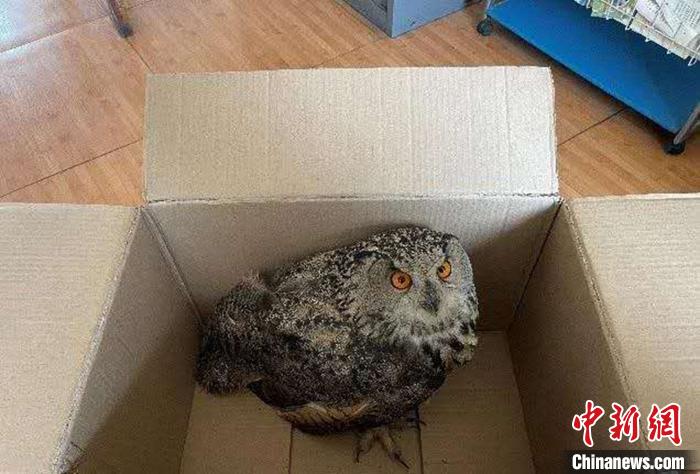 圖為青海省西寧市大通縣公安局森林警察大隊(duì)民警救助的國(guó)家二級(jí)保護(hù)野生動(dòng)物——雕鸮。　青海省公安廳森林警察總隊(duì)供圖 攝