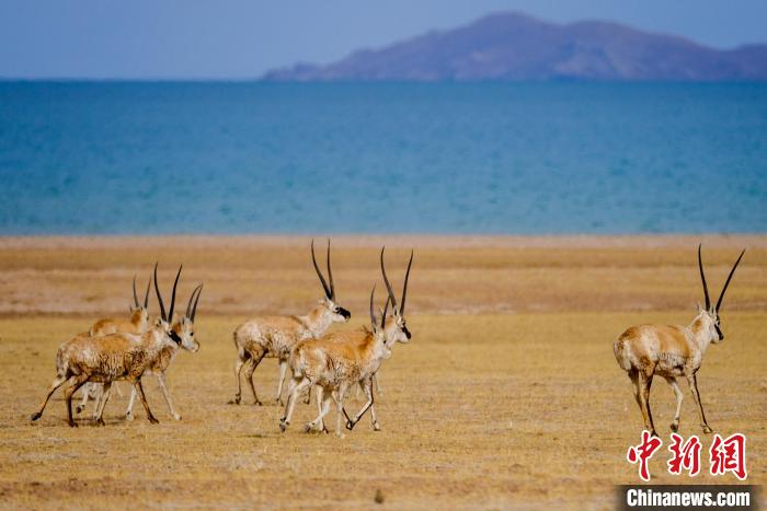 圖為西藏藏羚羊在色林錯湖邊覓食，隨著保護措施的不斷加強，如今西藏藏羚羊種群數量獲得恢復性增長。　江飛波 攝