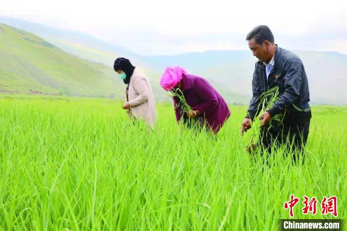青海貴德:循環農牧業打造“清清黃河”邊“小而美”農莊