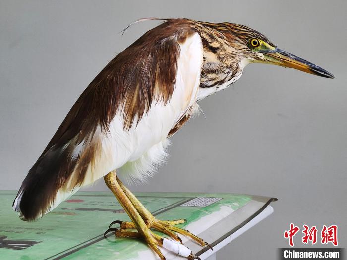 圖為被救助的國家一級(jí)重點(diǎn)保護(hù)動(dòng)物池鷺?！×鴿商?攝