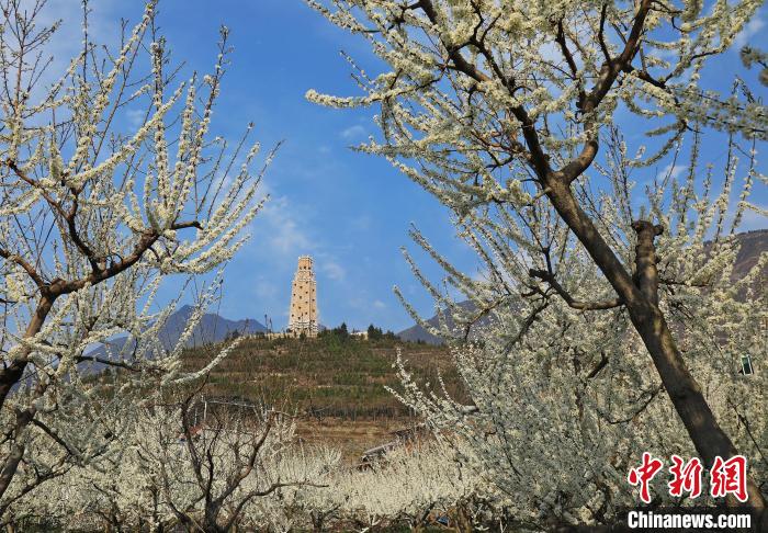 潔白的李花與碉樓交相輝映，勾勒出一幅美麗的和諧生態畫卷。　何清海 攝