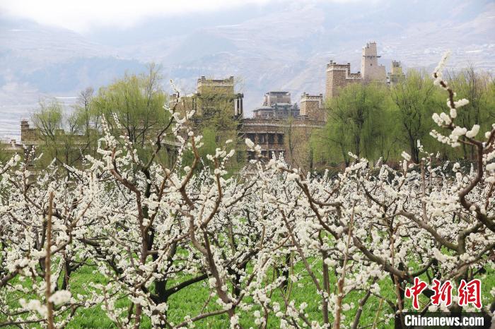 潔白的李花與村寨交相輝映，勾勒出一幅美麗的和諧生態畫卷。　何清海 攝