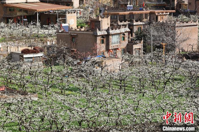 潔白的李花與村寨交相輝映，勾勒出一幅美麗的和諧生態畫卷。　何清海 攝