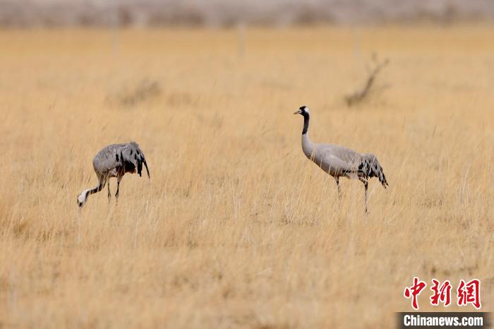 圖為灰鶴在青海海西蒙古族藏族自治州都蘭縣巴隆地區“閑庭漫步”?！?松太加 攝