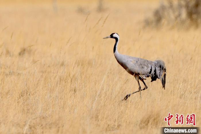 圖為灰鶴在青海海西蒙古族藏族自治州都蘭縣巴隆地區“閑庭漫步”。　 松太加 攝