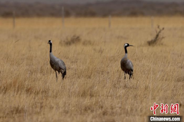 圖為灰鶴在青海海西蒙古族藏族自治州都蘭縣巴隆地區“閑庭漫步”?！?松太加 攝