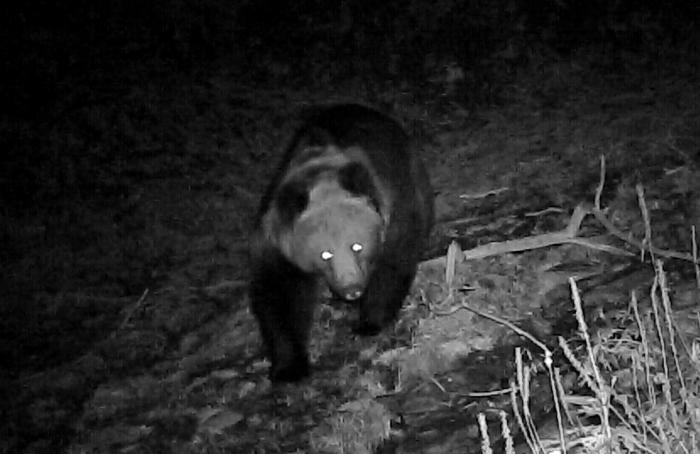 青海互助北山70年來首次發現棕熊活動軌跡