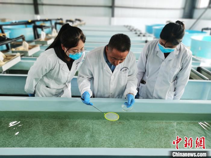 圖為工作人員檢查魚苗。　張?zhí)砀?攝