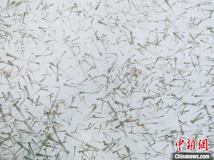 圖為魚苗。　張?zhí)砀?攝