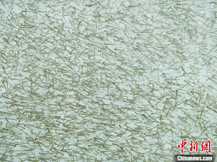 圖為密集培育的魚苗。　張?zhí)砀?攝