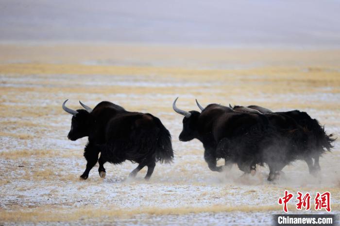 牦牛如何適應低氧環境？中科院團隊發現牦牛特有肺內皮細胞起作用