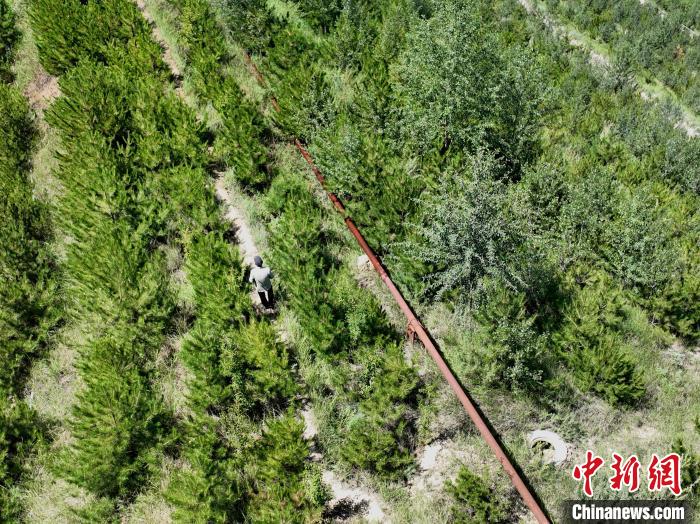 航拍建行青海省分行綠化區施工隊隊長盧占祥正在巡護綠化區?！∑钤鲚?攝