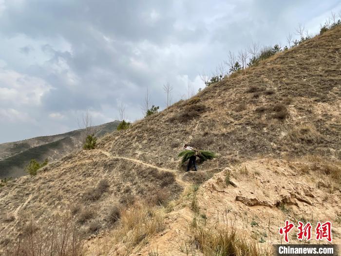 資料圖為建行青海省分行綠化區施工隊隊員人工運樹苗?！〗ㄐ星嗪Ｊ》中泄﹫D