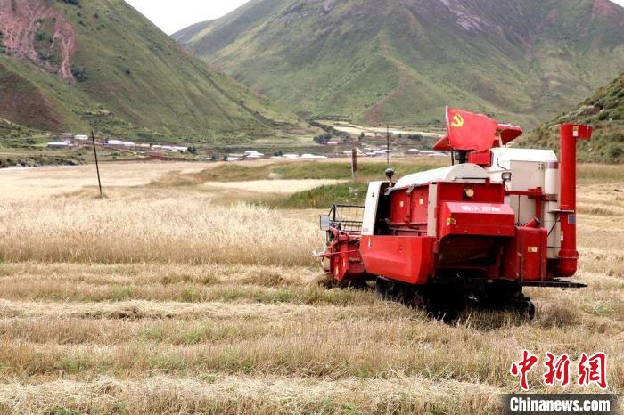 圖為秋收現(xiàn)場。　玉樹州委宣傳部供圖