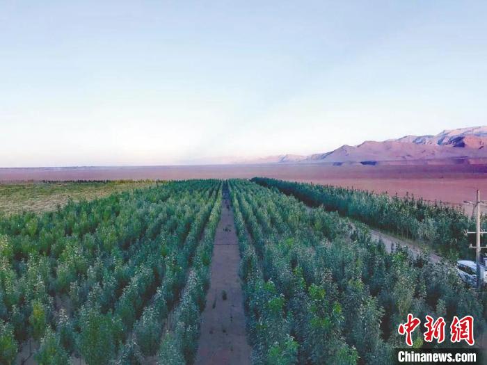 圖為格爾木境內種植的綠樹。　格爾木融媒體中心供圖