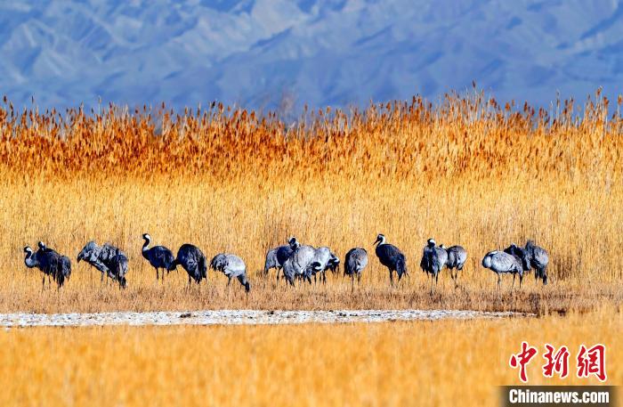 圖為可魯克湖野生水鳥覓食。　德令哈市委宣傳部供圖