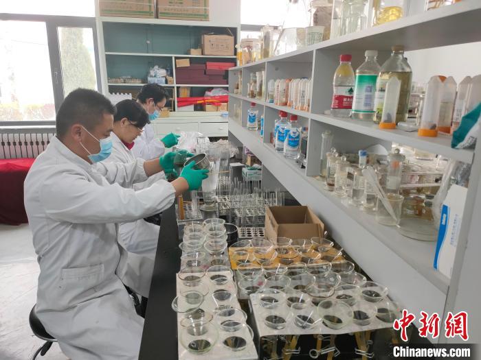 資料圖為研究團隊進行樣本檢查?！?青海省畜牧獸醫科學院供圖