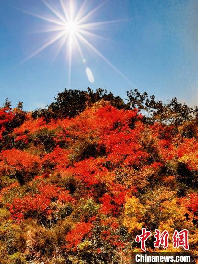 萬源市紅葉似火。　朱平安 攝