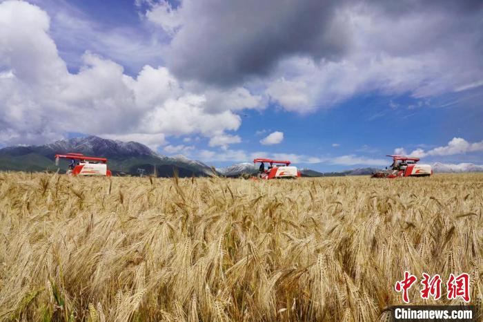 圖為青稞收獲。　李玉峰 攝