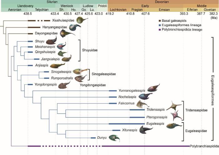 盔甲魚(yú)類的系統(tǒng)發(fā)育關(guān)系及地史分布。　中科院古脊椎所 供圖