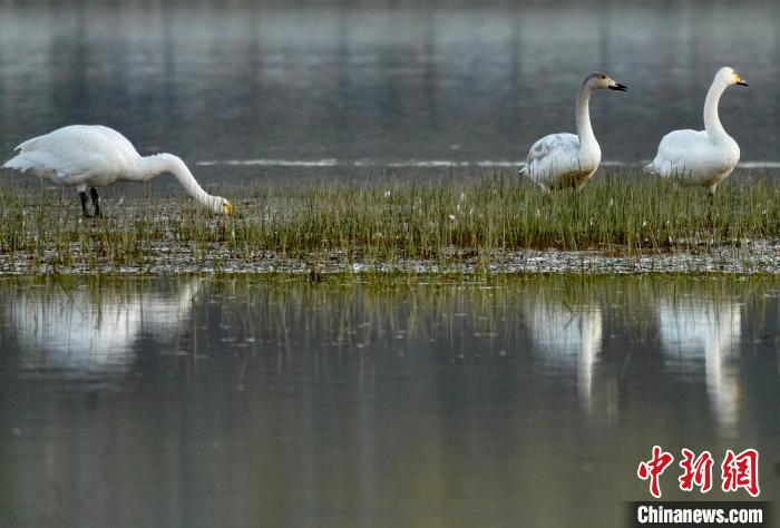 圖為三只大天鵝在黃河灘地嬉戲?！±钣穹?攝