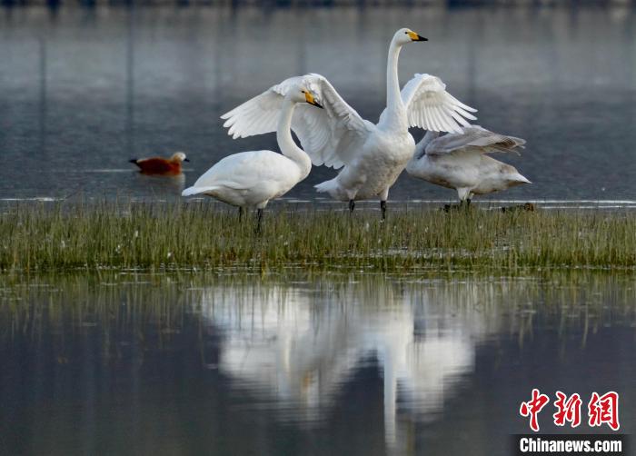 圖為三只大天鵝在黃河灘地嬉戲?！±钣穹?攝